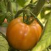 But this one has started to ripen! Success!