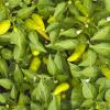 Hundreds of spicy thai peppers 