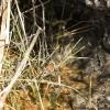 A spring in the desert