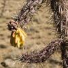 New growth on the cholla