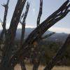 Dead cholla and mountain views