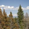 This area had nearly 80% bark beetle kill