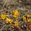 Interesting little yellow flowers