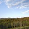 Looking out over mountains and dying forests
