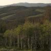 Aspens in the morning light