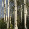 Aspens in the morning light