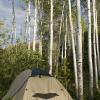 Kate's little tent in the aspen grove