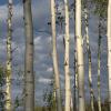 Aspens in the morning light