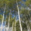 Very tall aspens