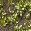 Little wildflowers growing in the snow melt