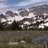 The snowy range and purple mountain lupine