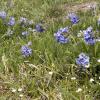 Mountain lupine covers the fields