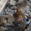 Big, fat, mean marmots eating anything that's not a rock