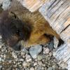 Marmot!