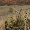 Yucca