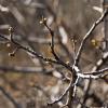 Early spring buds