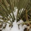 Snow on the yucca plants