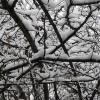 Abstract of branches and light snow 