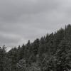Snow covered trees on a cloudy afternoon