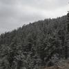 Snowy pine trees
