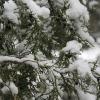 Snow-covered juniper berries