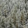 Like a sea of Christmas Trees