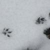 Little raccoon tracks!
