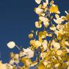 Yellow aspens and blue bird skies