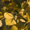 Yellow aspen leaves