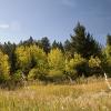 Fall meadow