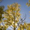 Sun in the beautiful trees