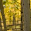 Aspen bark in the afternoon