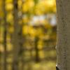 Long, straight, aspen trunks