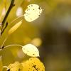 Fall leaves in the afternoon