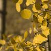 Aspen leaves in the breeze