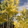 Yellow trees and blue skies