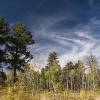 Blue skies and yellow trees