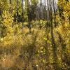 Afternoon light in the mountain forest