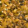 Orange Currant bushes