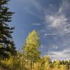 Walking out of yellowing woods in the afternoon