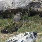 A marmot poses for my camera
