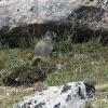 A marmot poses for my camera