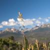 Sitting in a grassy field in the mountains
