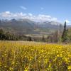 WILDFLOWERS