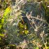 A spider web in the morning.
