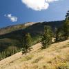 Funny pine trees