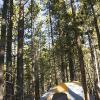 The wind blew through the trees all night long