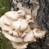 Mushrooms growing along the trail