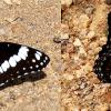 White Admiral Butterflies all over the trail and the valley