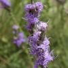 Lovely purple flower with tentacles